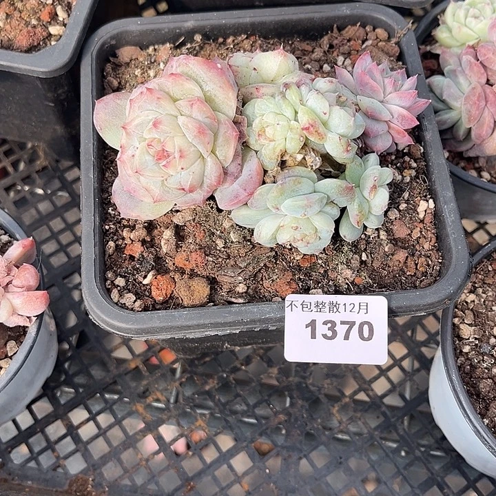 阿雅园艺。       1370佳人石化