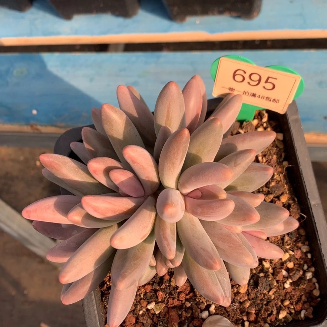 红手指无砍一物一拍695