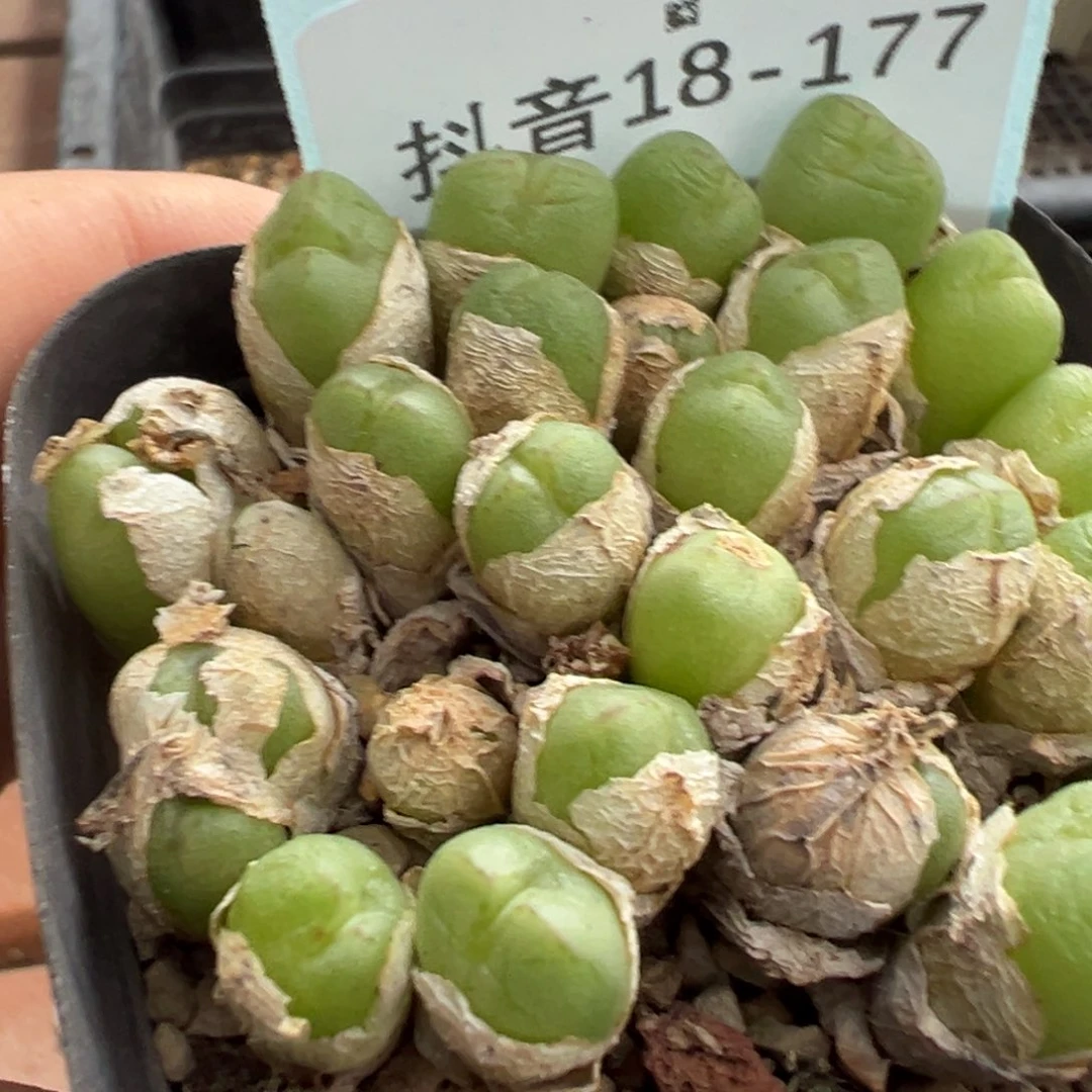 18-177肉锥多肉植物