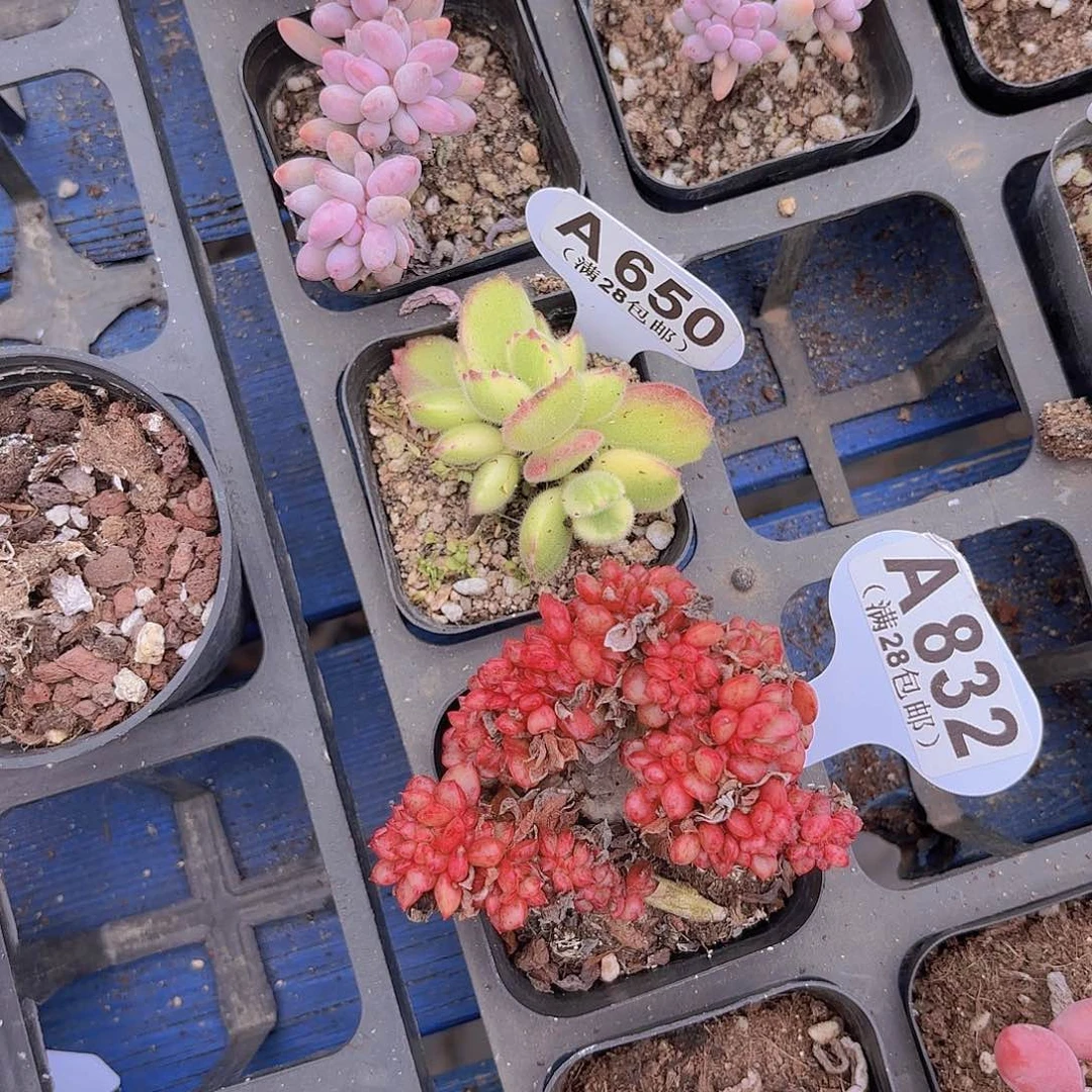 ?****A650彩虹熊一物一拍