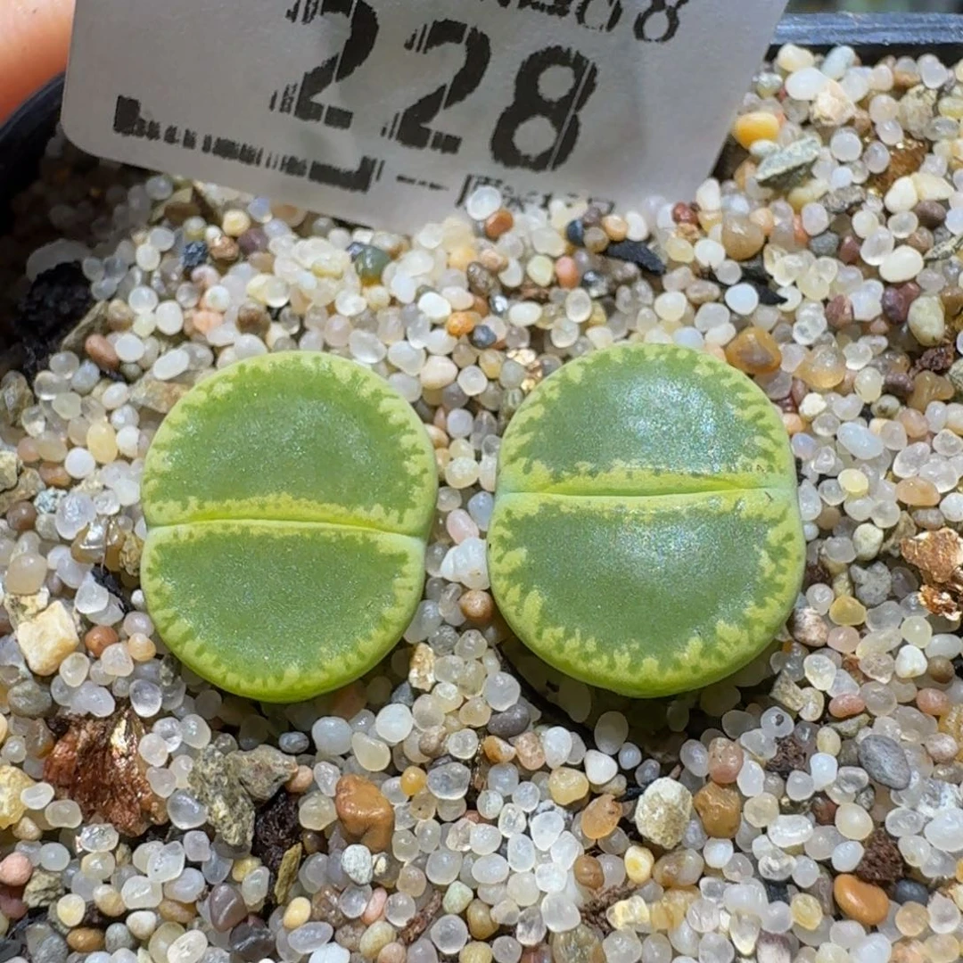 Ssss精品生石花228