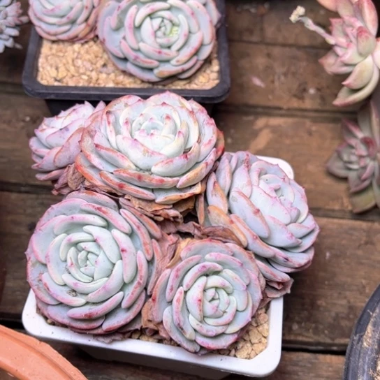 重***光多肉植物的植物