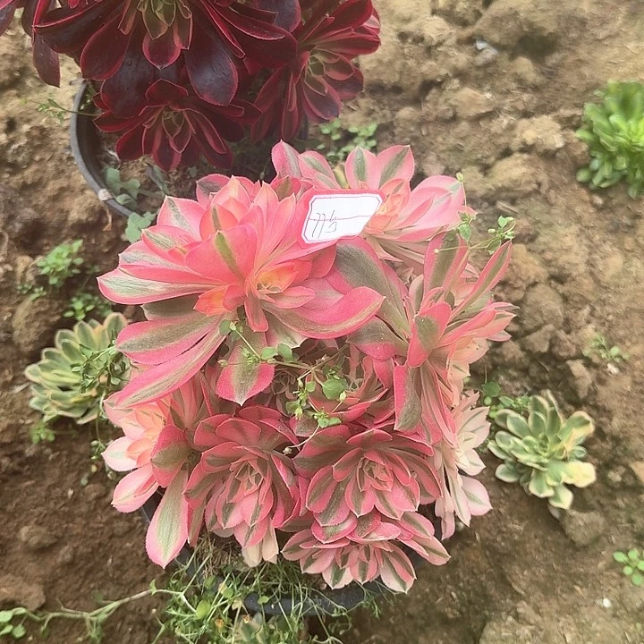 多肉植物女巫77号无售后