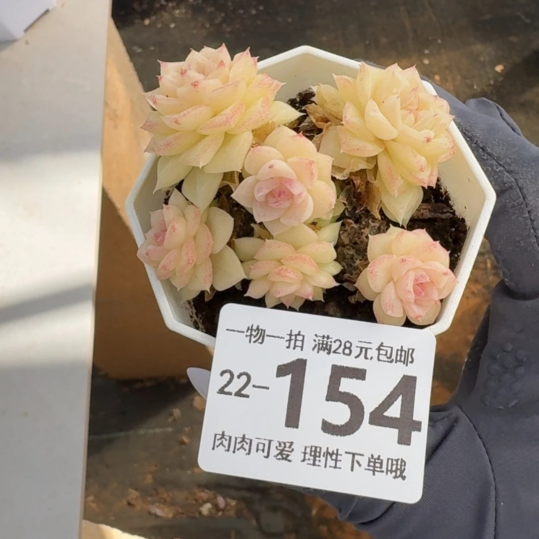 天鹅绒无盆土发货无盆