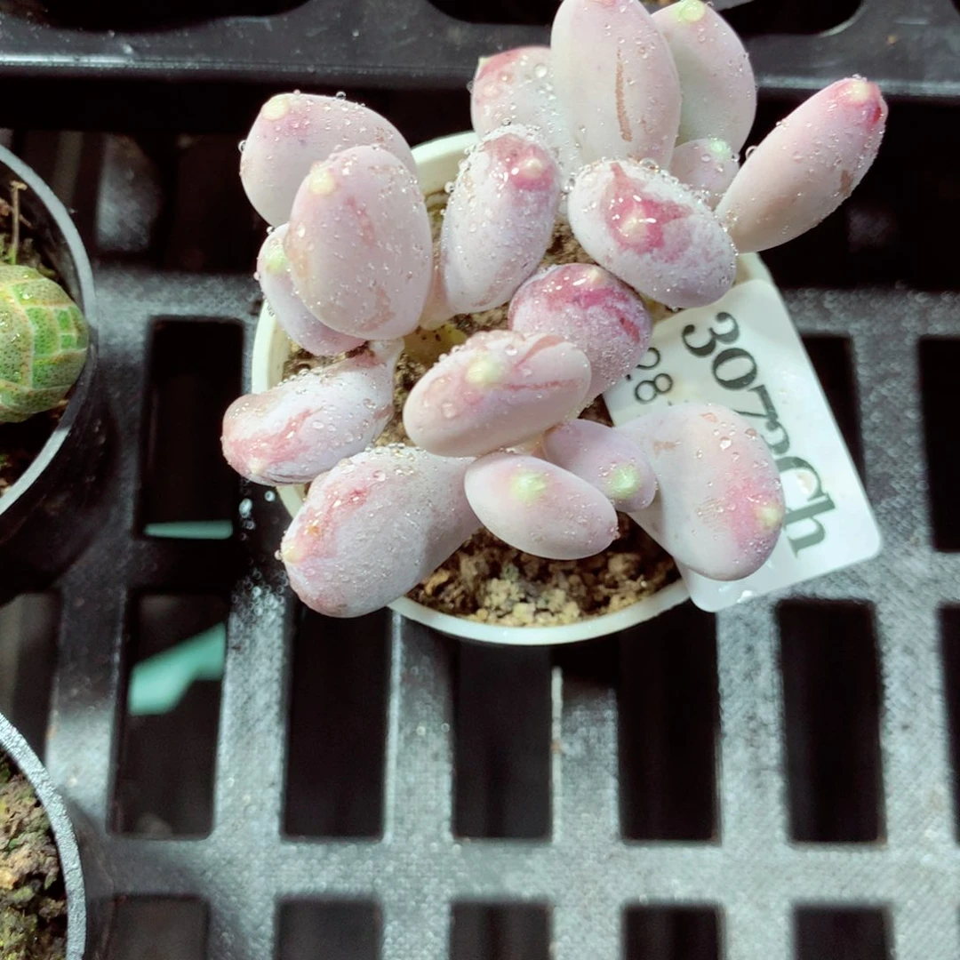 5厘米盆精控多肉3073