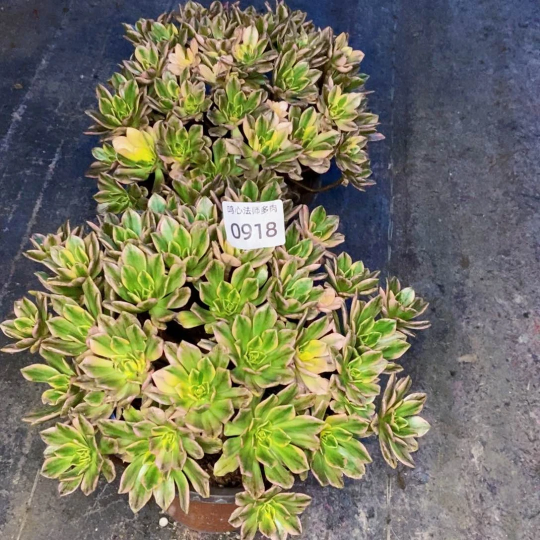 0918甜茶两颗多肉植物