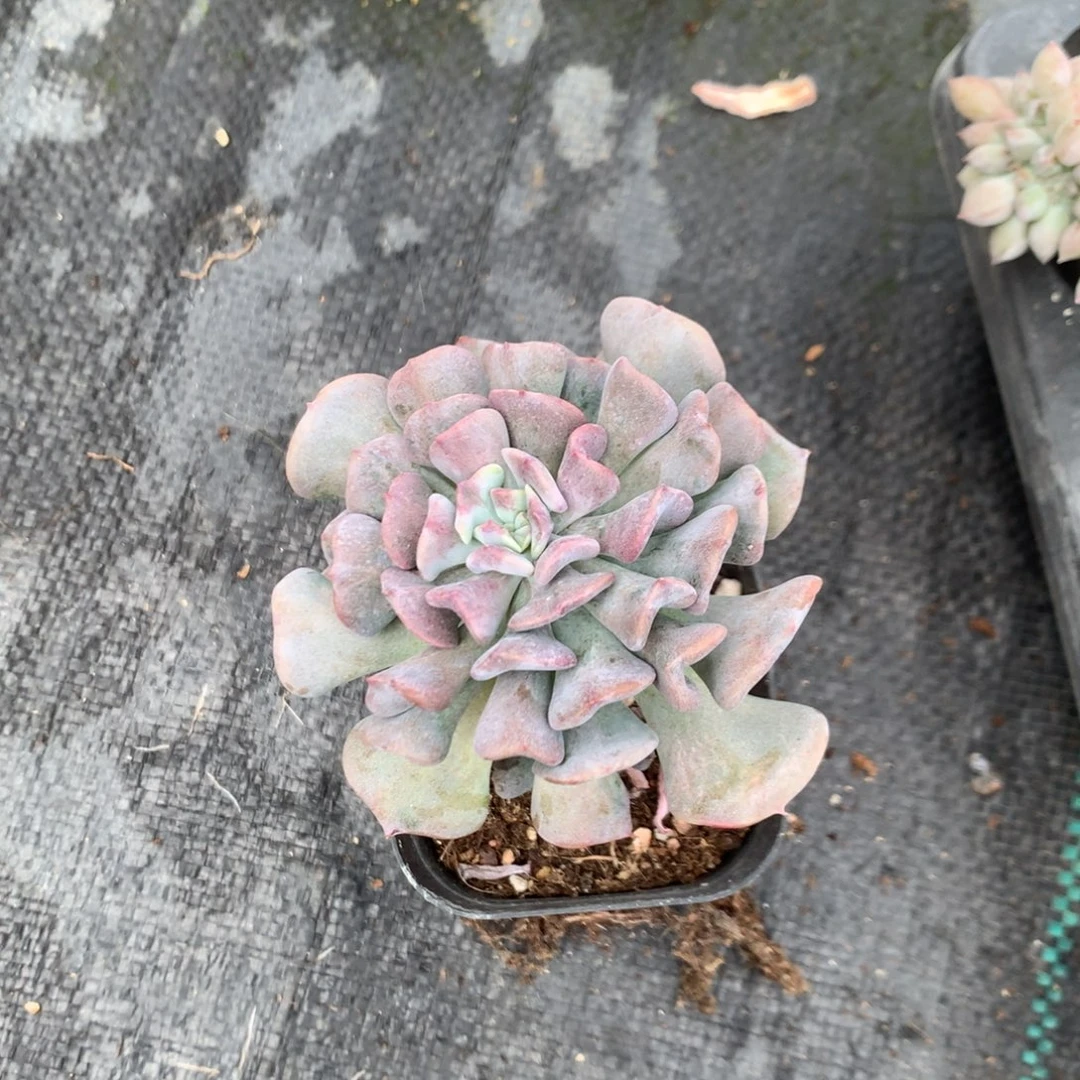 闲***晏雪精灵一颗不带盆50号