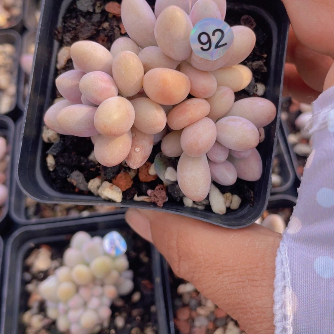 老*不包出尖 都肉嘟嘟