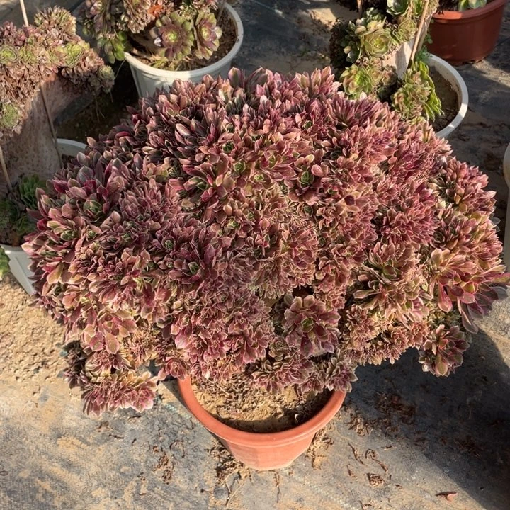 法师老桩女神冠服50