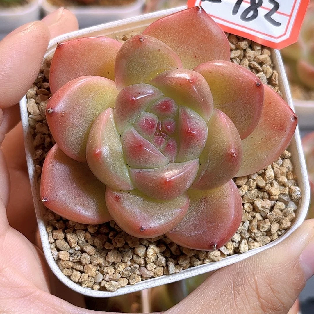 E782一物一拍 东云系珍妮孤品