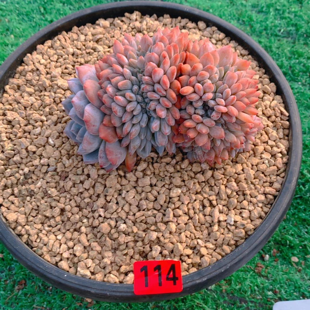 太***阳114橙子11111111111