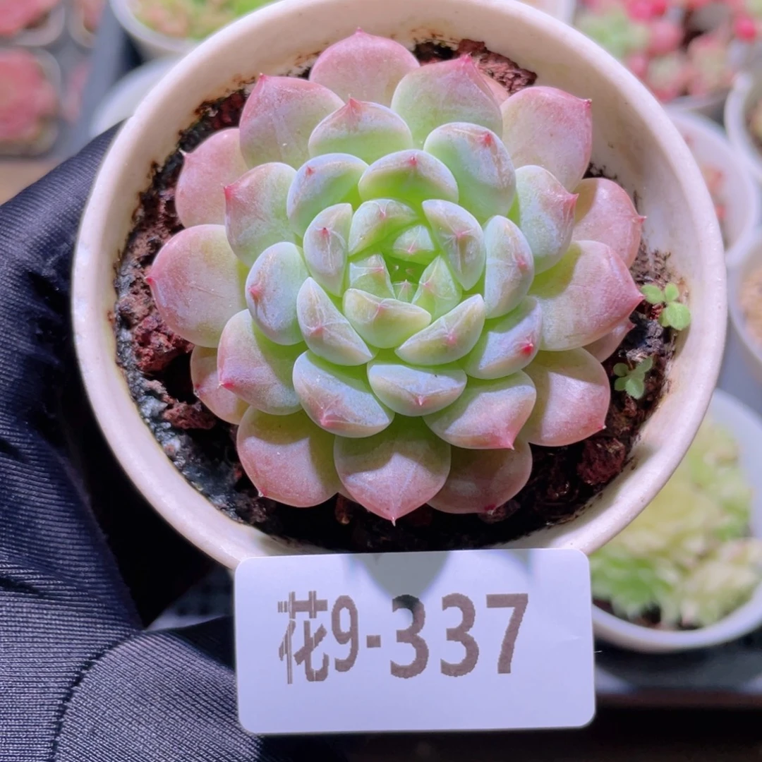 花利美9-337秘境冰魄