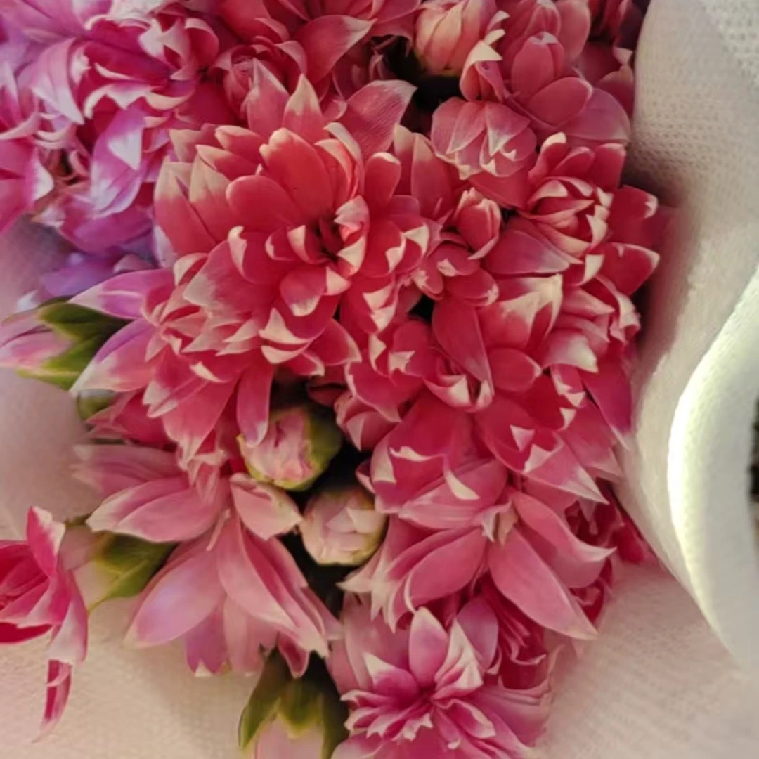 【宏图鲜花】基地康乃馨粉星太子/送保鲜剂