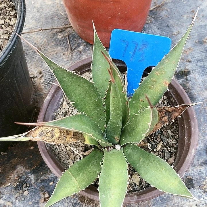 【闪购商品】无花朵龙舌兰佩罗霍利达