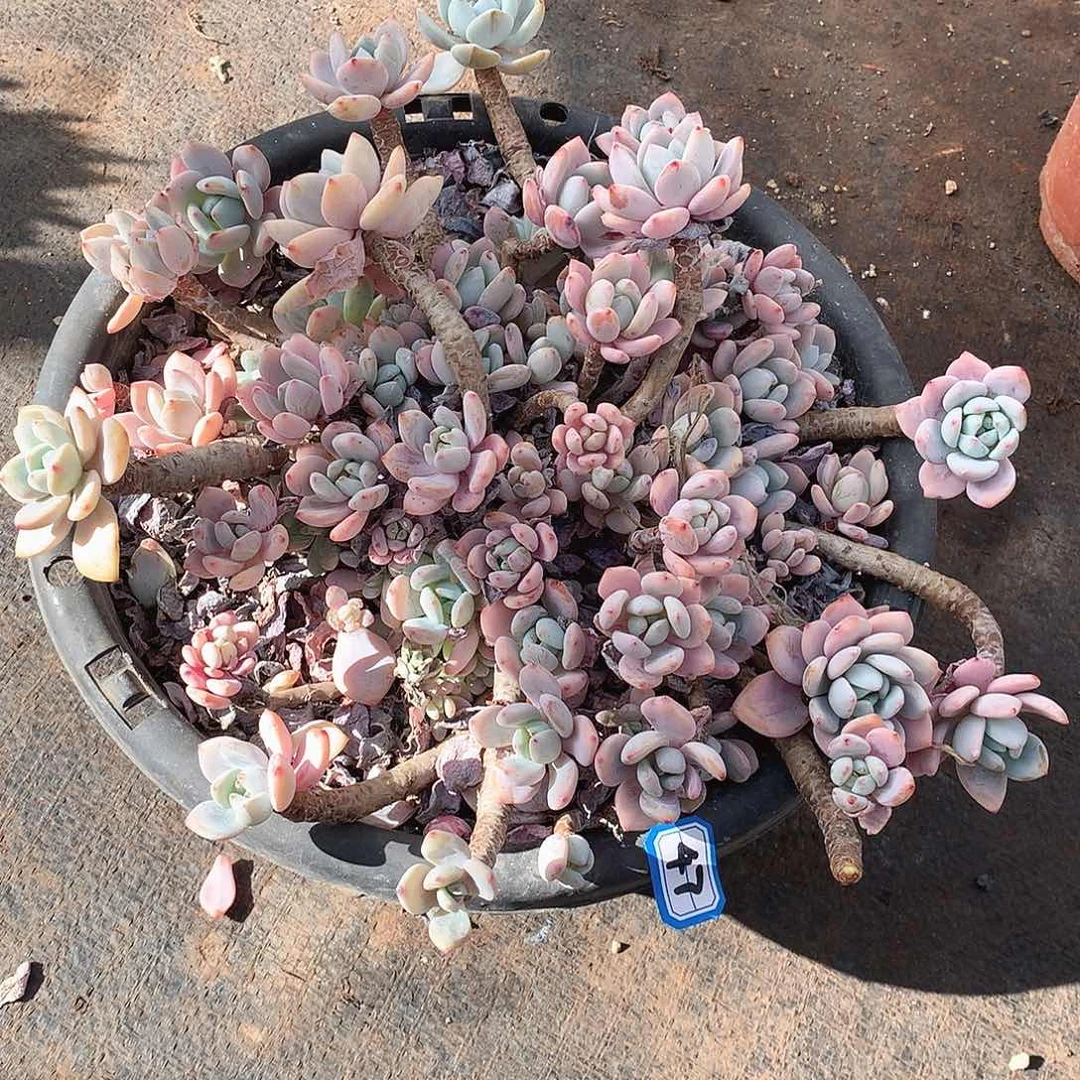 47冷香一物一拍多肉