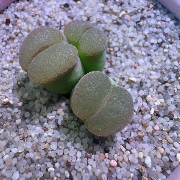 德系红风铃多肉植物一物一拍三头整体尺寸2.3
