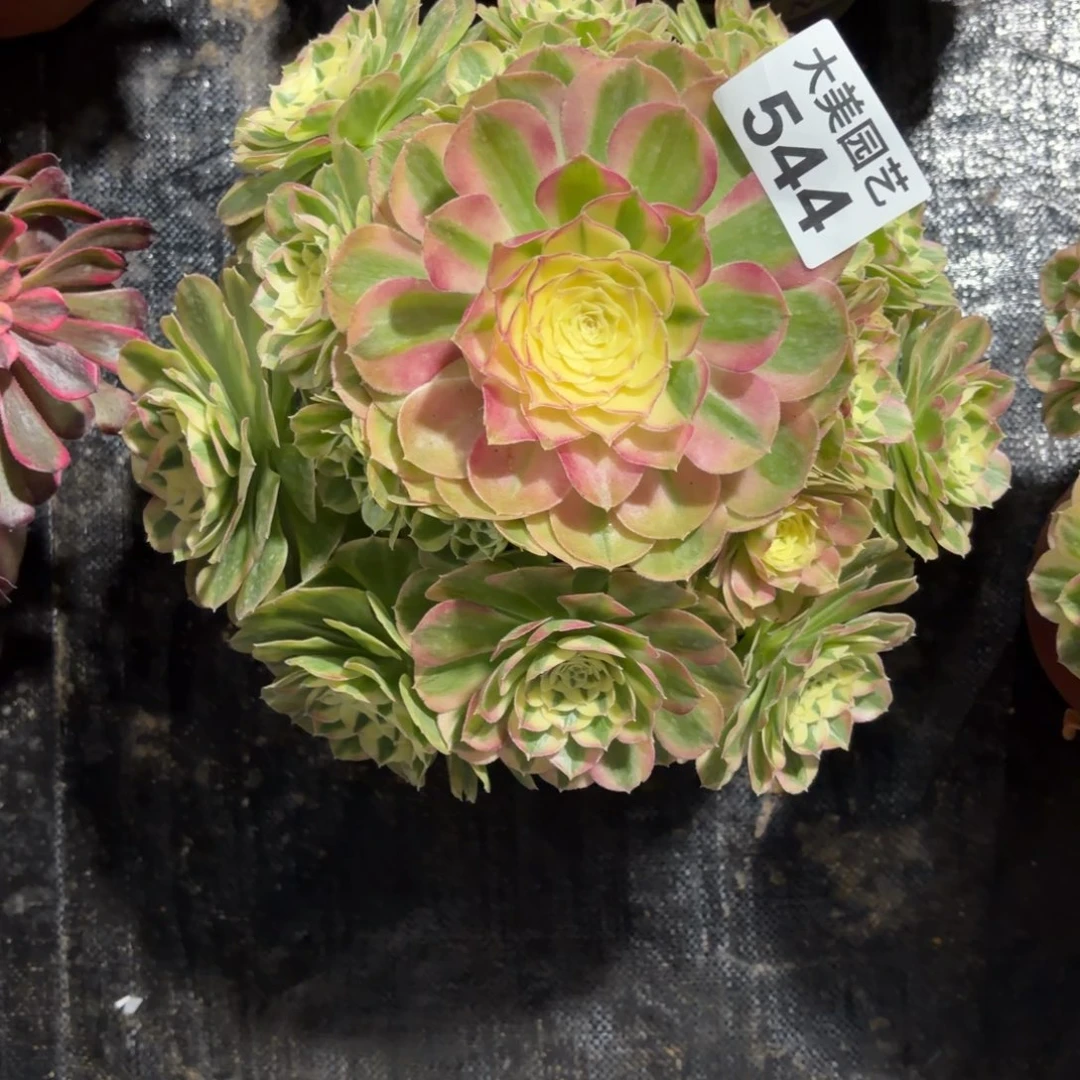 *****玉姿老桩544肉肉肉肉