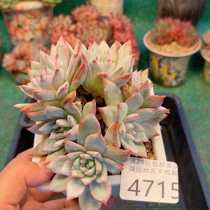 大4715:、zvxbxhvbnn