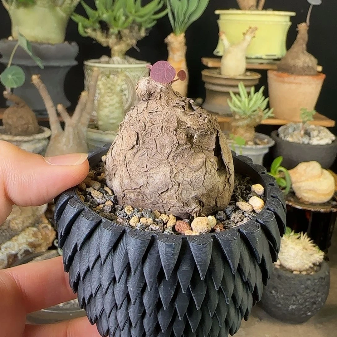 一物一拍老家一叶龟220