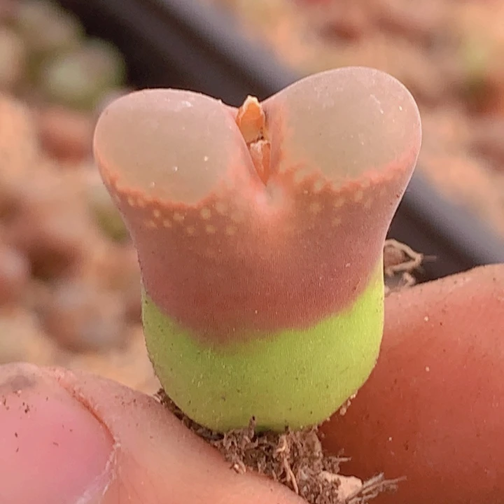 14568969899889886668543886