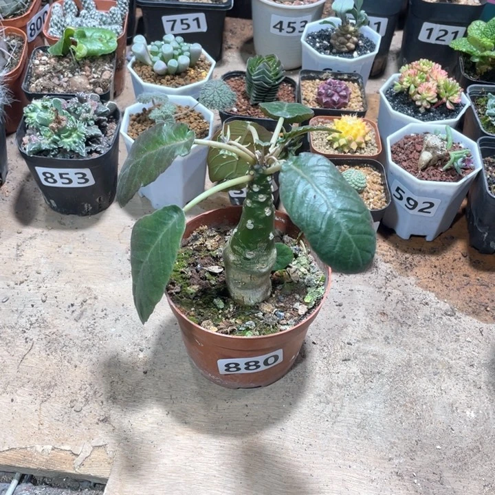 ?****880锦叶琉桑块根