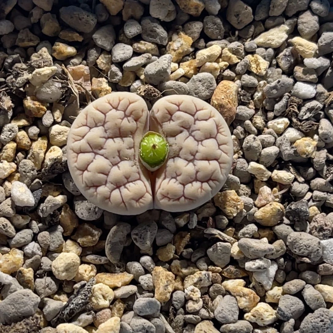 3313白底连纹189尺寸2.0