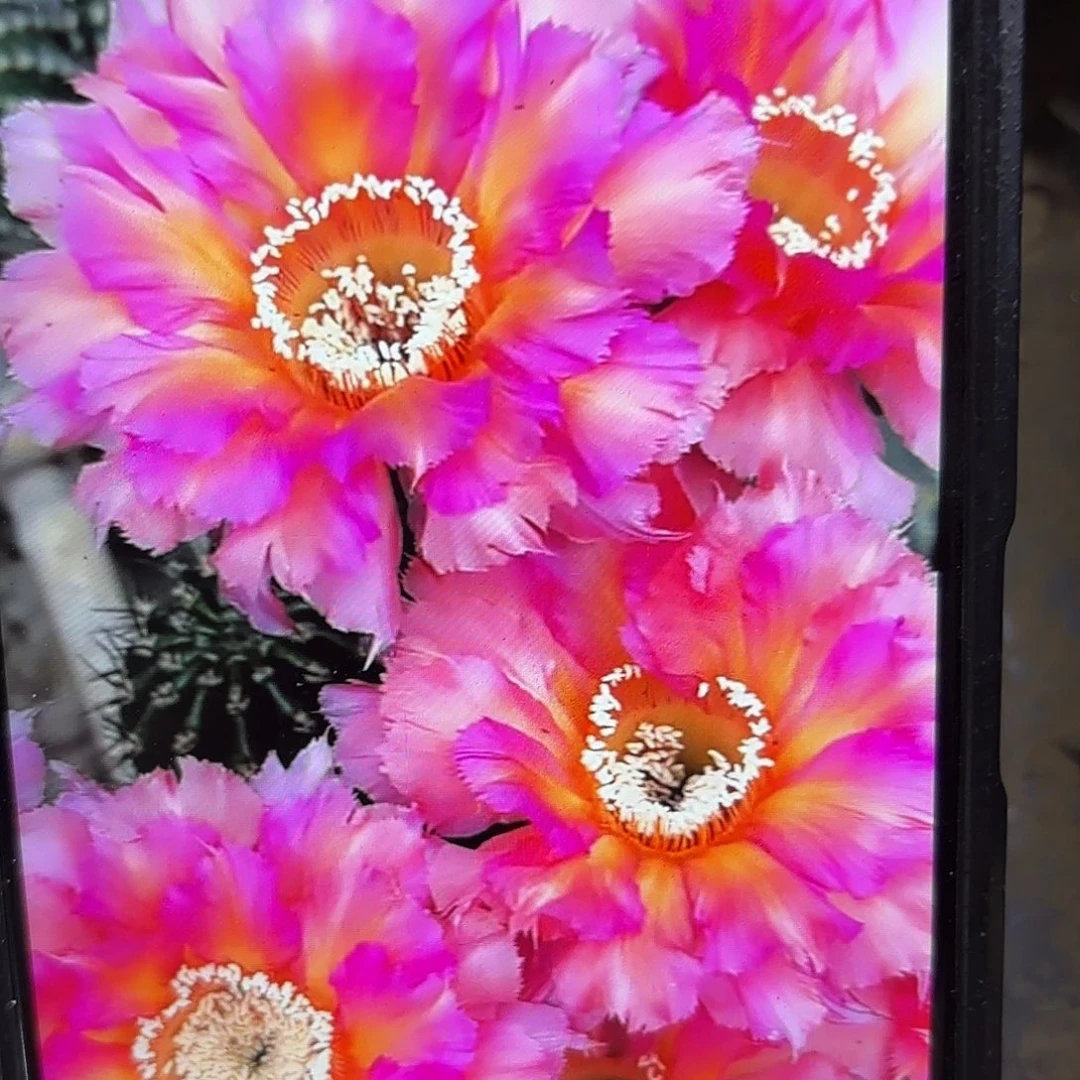 彩云彩侧牙20包邮仙人球17