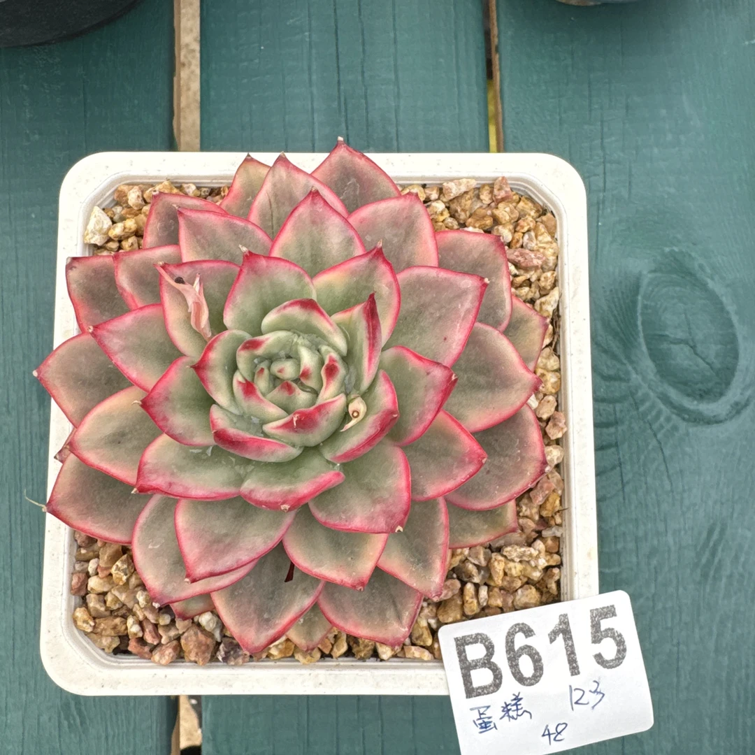 B615，蛋糕多肉植物蔚蓝锦