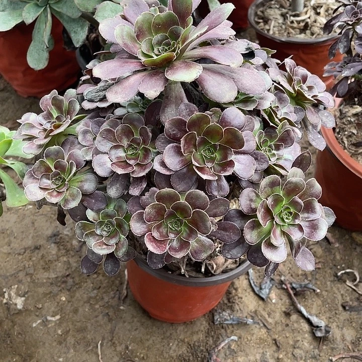 黑圆叶玫瑰玫瑰玫瑰