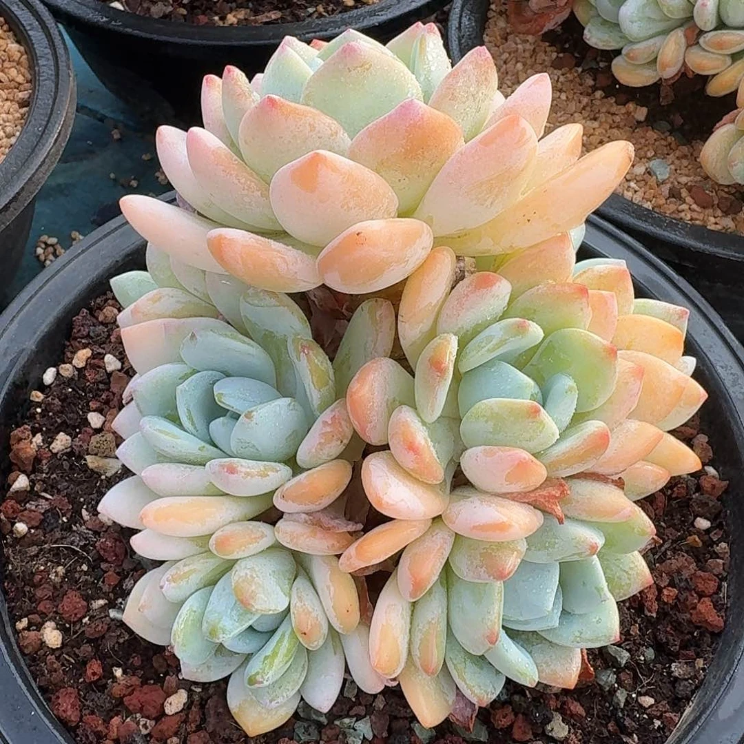 从前慢多肉编号丸叶冷香