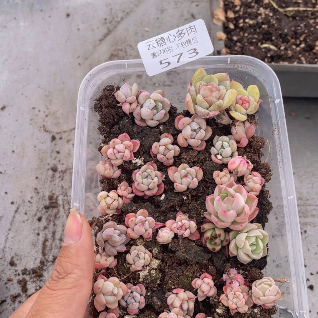 云糖心多肉植物573
