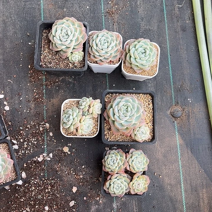 113我的小可爱们冰玉