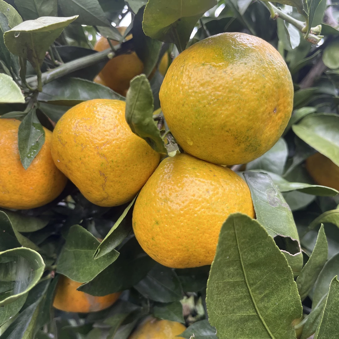 现摘橘子小时候的味道