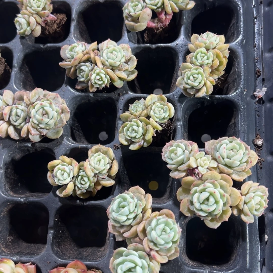 彩色恋人群生小老桩到手1颗 大小4cm 量拍多肉满18包邮