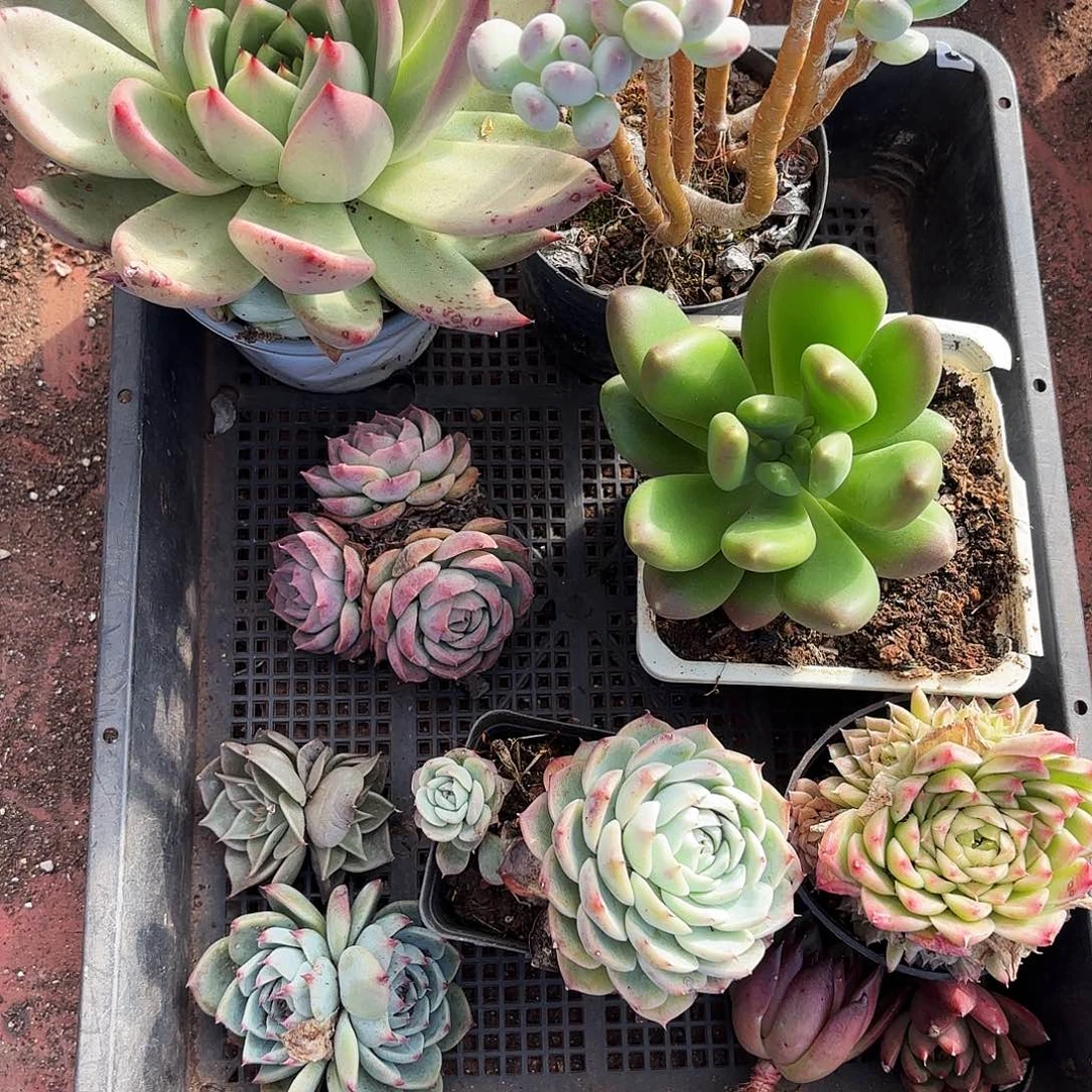 多肉植物恐怕1五九号