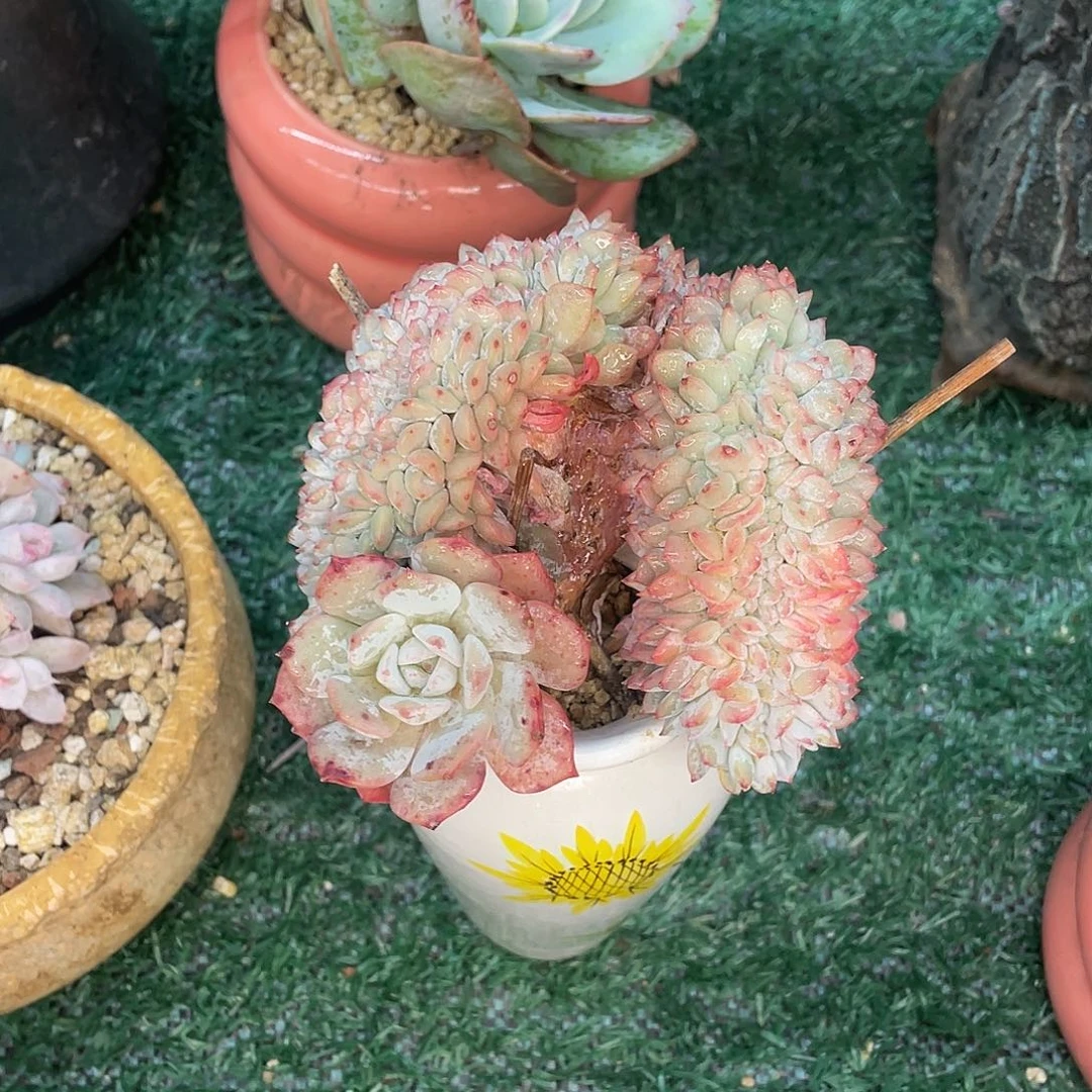 阿***仔戴露露一物一拍28包邮非偏远