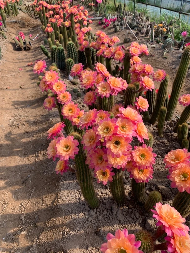 仙人球黄金钮时光