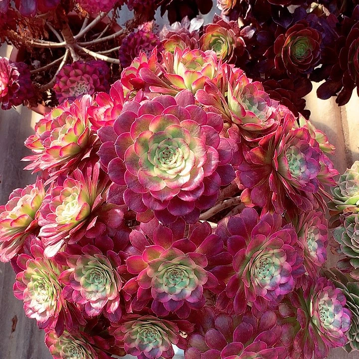 潘老桩，多肉植物