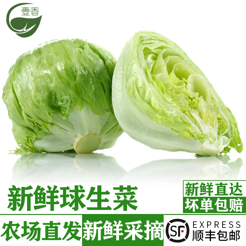 新鲜球生菜3斤 汉堡煎饼用西生菜圆生菜西餐轻食沙拉色拉蔬菜食材