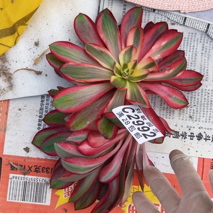 2992组合多肉植物法师法师无根