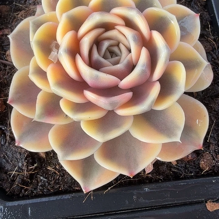 汉堡锦多肉锦植物