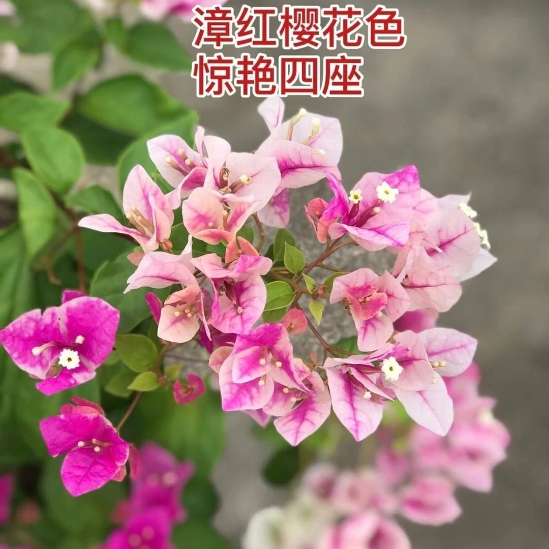【漳红樱】三角梅苗带花原盆原土四季开花适合阳台庭院种植