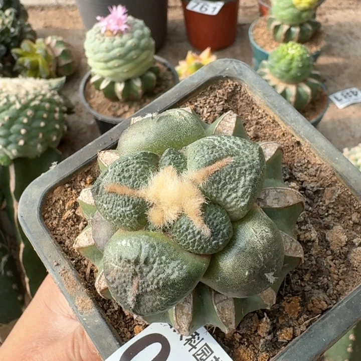 小**艺0671三个象肌连山牡丹仙人球