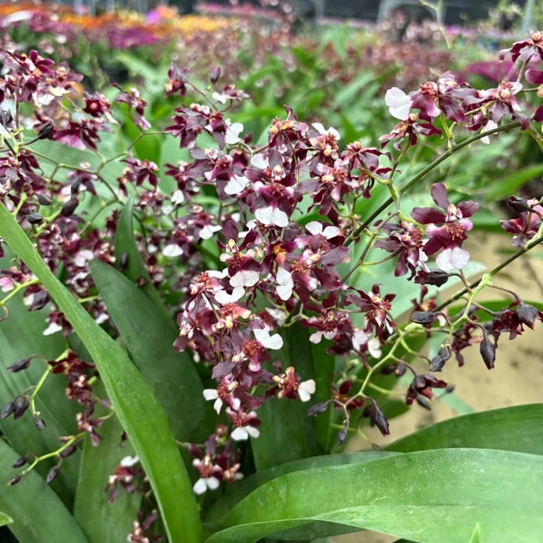 精品好养泰国香水文心兰到手一盆