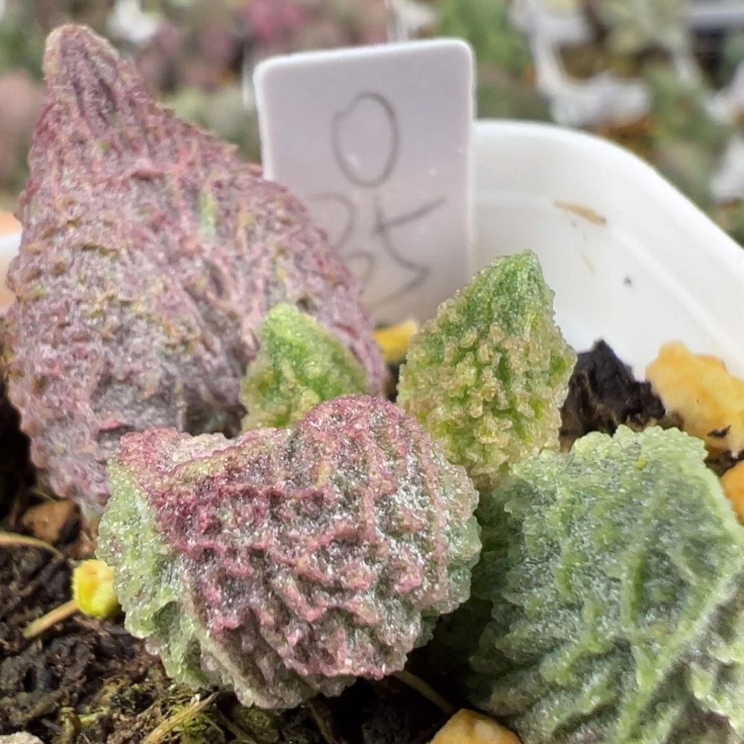 w阴阳斑实生新品多肉植物