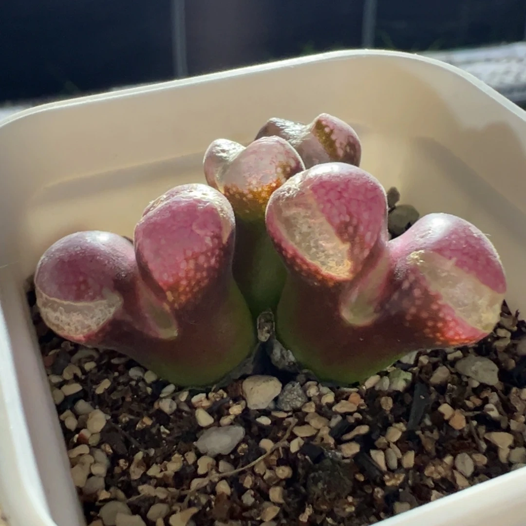 小***齐异色23km风铃多肉植物