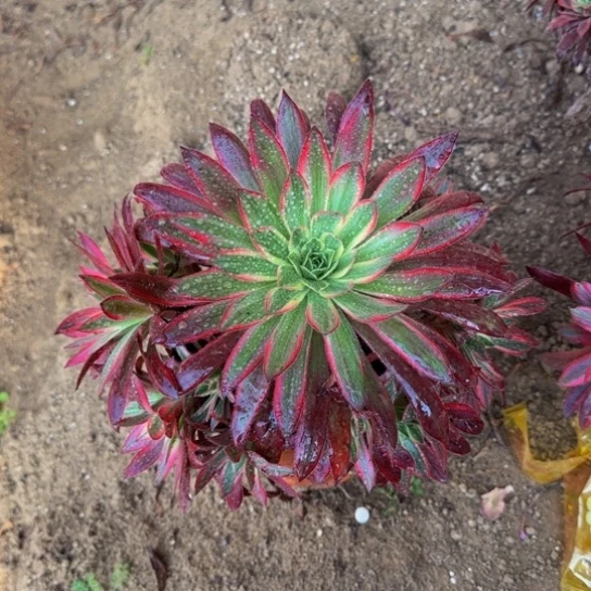 孔雀锦9.9多肉植物