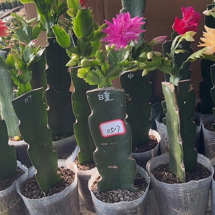 幸***3当前无花朵，栽培后可花朵白重