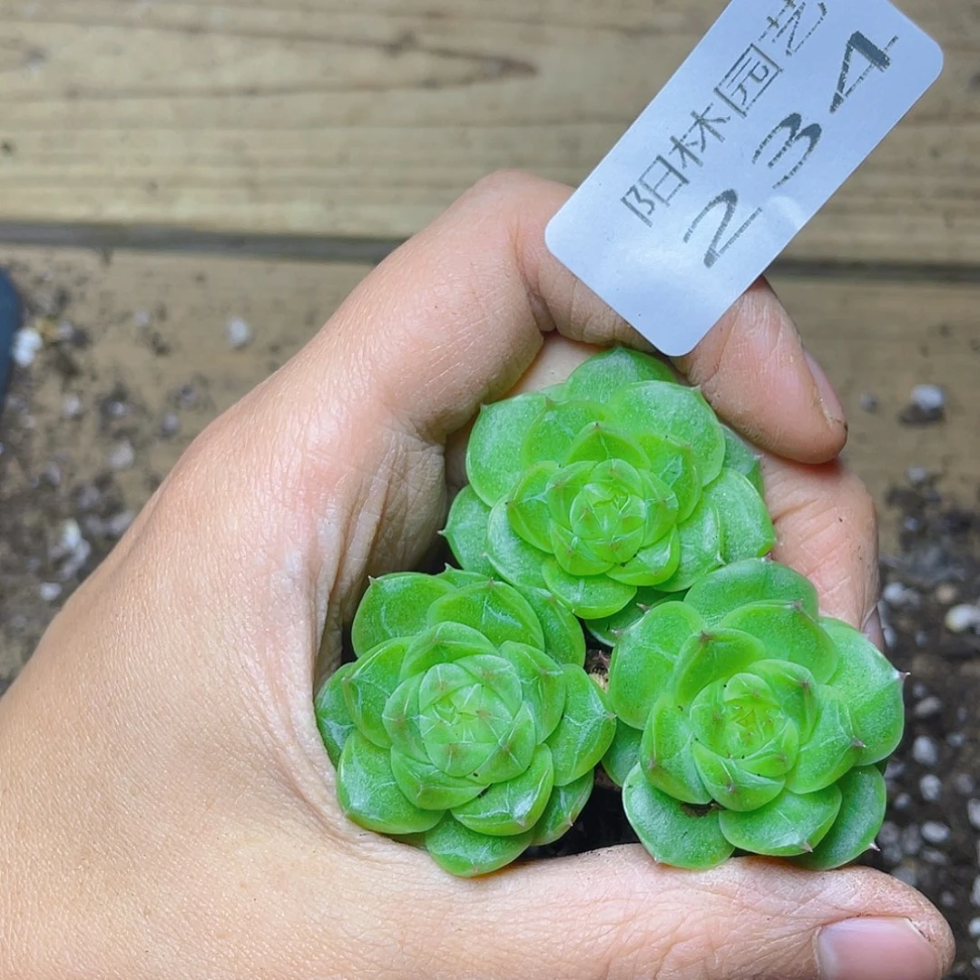 多肉植物多肉植物234