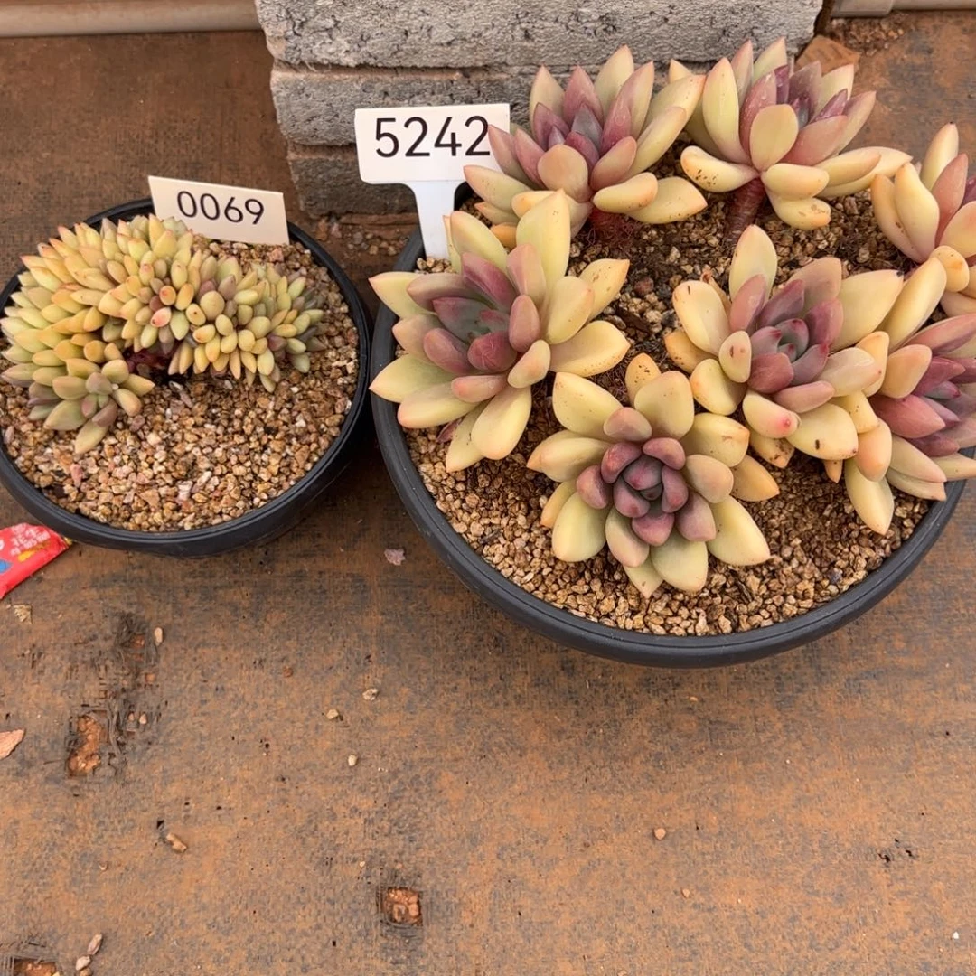 Q***。0069。   5242。  两颗桃花源